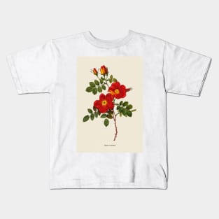 Wild Rose Antique Botanical Illustration Kids T-Shirt